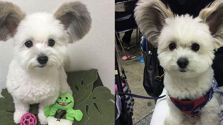 Το απίστευτο σκυλί με τα αφτιά… Mickey Mouse