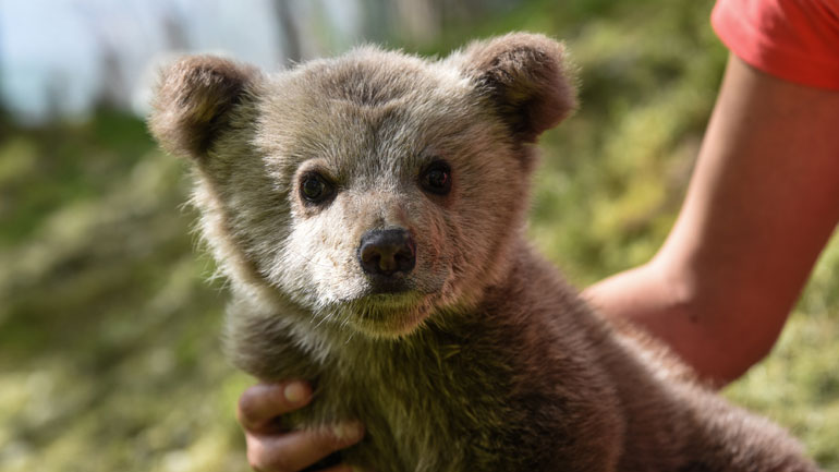 Ορφανό αρκουδάκι με έφεση στο… ποδόσφαιρο περιέθαλψε ο «Αρκτούρος»