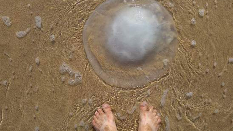 Σύσκεψη για τις τσούχτρες σε Κορινθιακό και Πατραϊκό Κόλπο