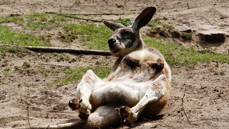 Τουρίστες σκότωσαν καγκουρό σε ζωολογικό κήπο