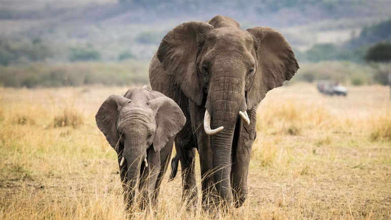 Το μέγεθος των θηλαστικών μικραίνει και κάποια στιγμή το μεγαλύτερο ζώο θα είναι η αγελάδα