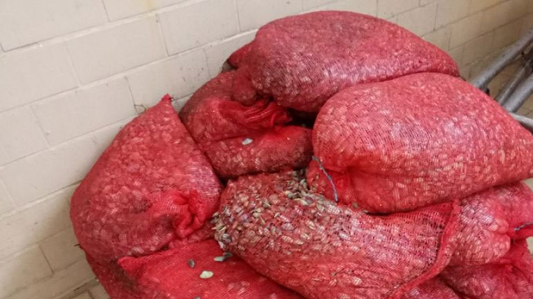 Κατασχέθηκαν 431 κιλά όστρακα στην Αλεξανδρούπολη