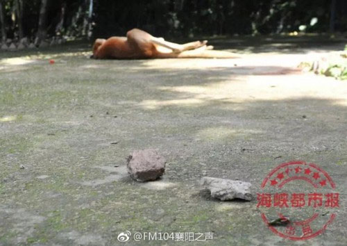 Το καγκουρό που πέθανε