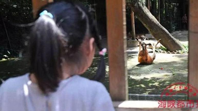 Καγκουρό πέθανε σε ζωολογικό κήπο της Κίνας αφού το λιθοβόλησαν οι επισκέπτες για να το κάνουν να πηδήξει