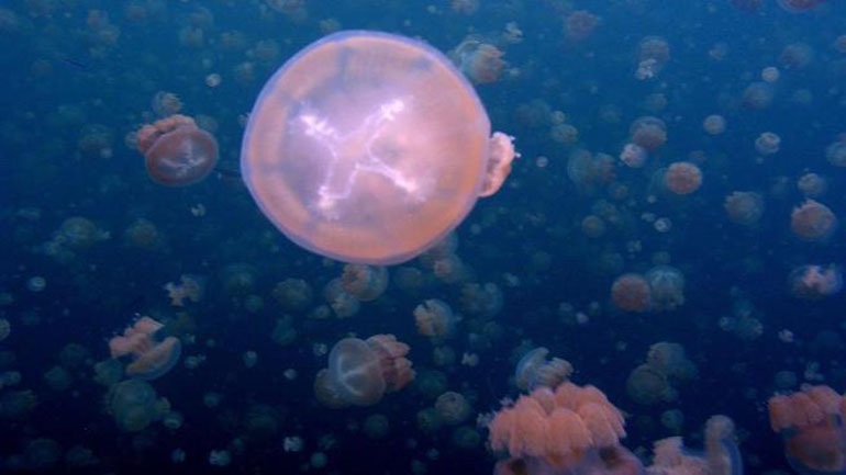 Εμφανίστηκαν τσούχτρες στη Ζάκυνθο – Παράπονα από κολυμβητές