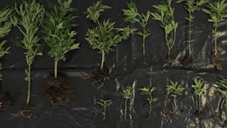 Φυτεία με δενδρύλλια κάνναβης εντοπίστηκε σε υπαίθριο χώρο στη Μυτιλήνη