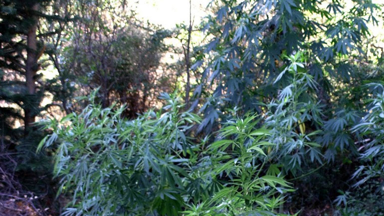 Εντοπίστηκε χασισοφυτεία στη Φαρκαδόνα Τρικάλων