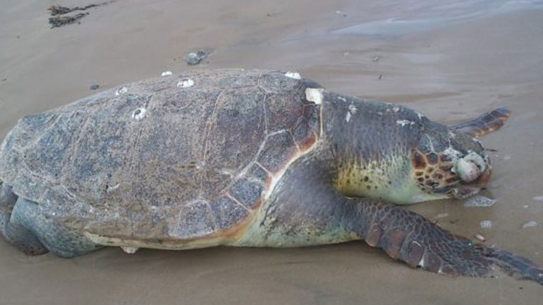 Νεκρή χελώνα σε παραλία της Κρήτης