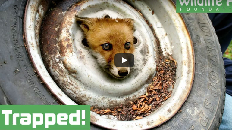 Βοήθεια σε μια αλεπού που κόλλησε σε ένα τροχό αυτοκινήτου