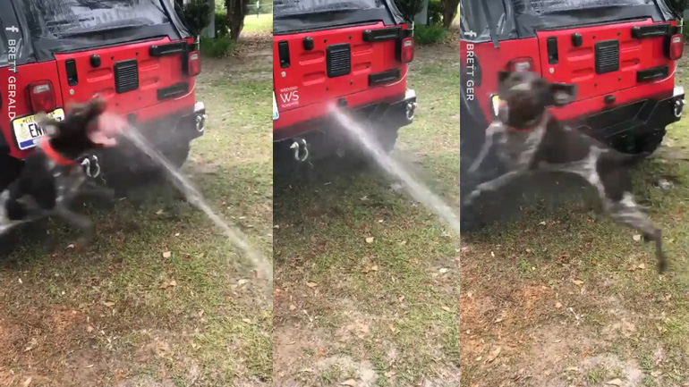 Ξεκαρδιστικό βίντεο με ένα σκύλο που κυνηγάει το νερό