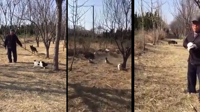 Γάτες την πέφτουν σε σκύλο