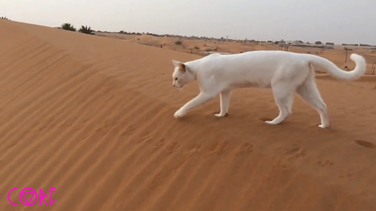 Πώς μια γάτα αφήνει τα αποτυπώματά της στην άμμο