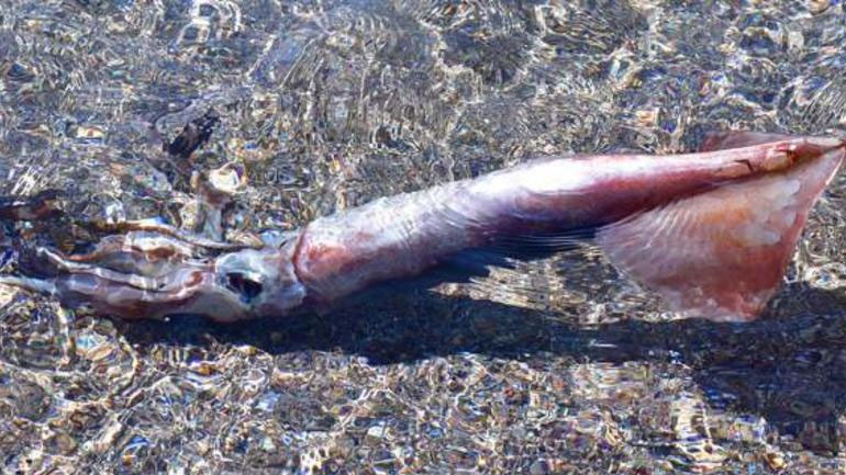 Έπιασαν καλαμάρι-γίγας στο Ναύπλιο