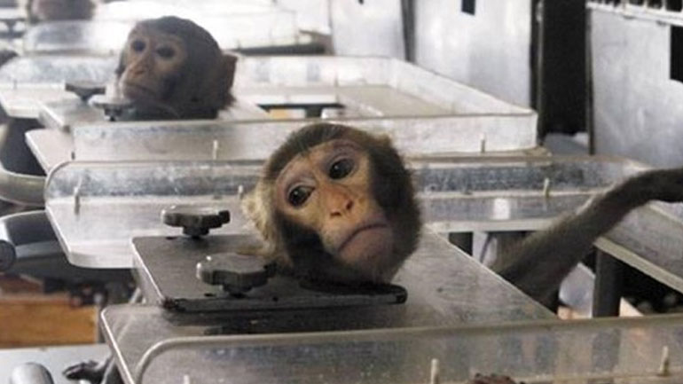 Το διαρκές ολοκαύτωμα με τα πειράματα στα ζώα