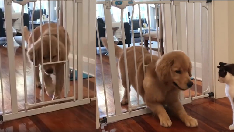 Ο σκύλος Χουντίνι