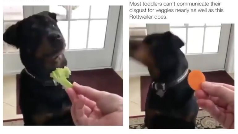 Ο σκύλος δεν γουστάρει τα λαχανικά και το δείχνει!