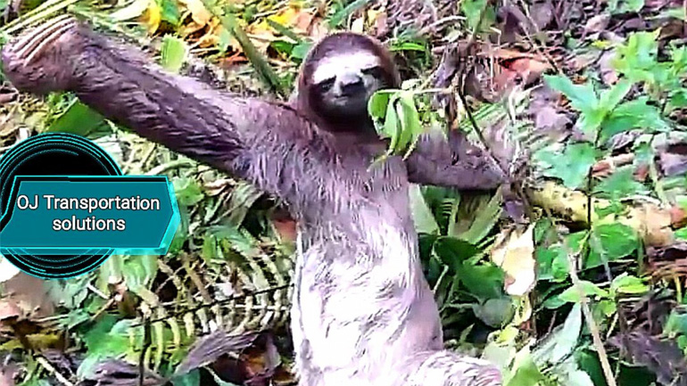 Βραδύπους χαιρετάει τουρίστες που τον βοήθησαν