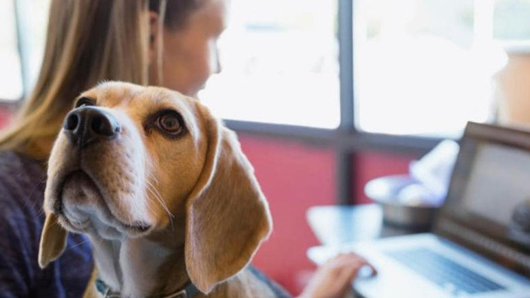 Μάθετε γιατί είναι επικίνδυνη η χημική αντιμετώπιση των εξωπαρασίτων