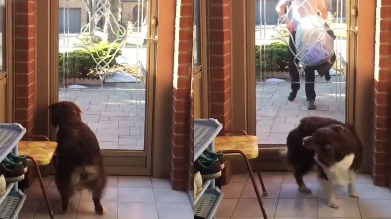 Ο σκύλος χαίρεται πολύ όταν επιστρέφει στο σπίτι το αφεντικό του!