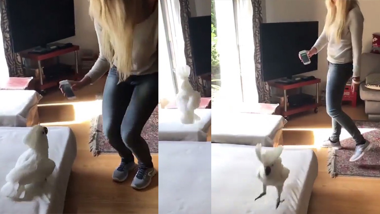 Ο παπαγάλος το έριξε στον χορό!