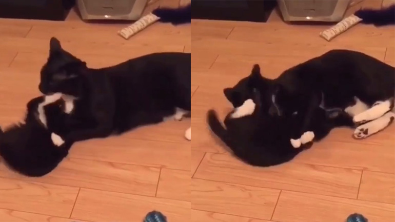 Οι γάτες προπονούνται στο Jiu Jitsu