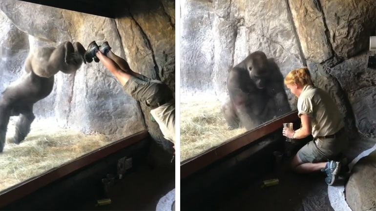 Ο γορίλας κάνει κατακόρυφο