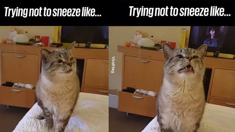 Η γάτα προσπαθεί να φτερνιστεί