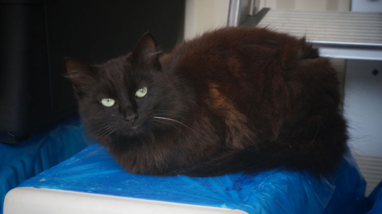 Μαύρος γατούλης ψάχνει σπίτι