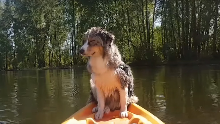 Ο σκύλος κοιμάται όρθιος