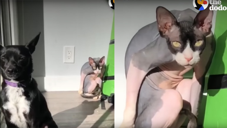 Η Σφίγγα παραμονεύει το Τσιουάουα…