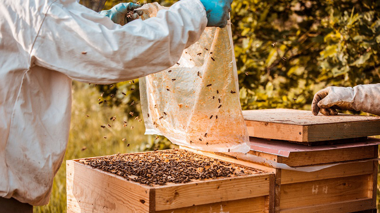 Η Porsche διαθέτει 3 εκατομμύρια μέλισσες!
