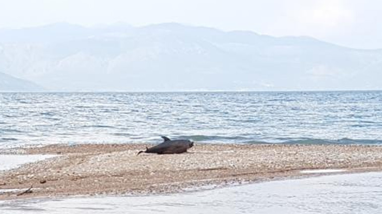 Αχαΐα: Εντοπίστηκε νεκρό δελφίνι στον Σελινούντα