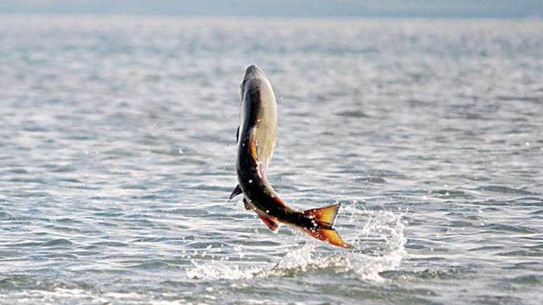 Απελευθερώθηκε γόνος σπάνιου σολομού στην Κίνα