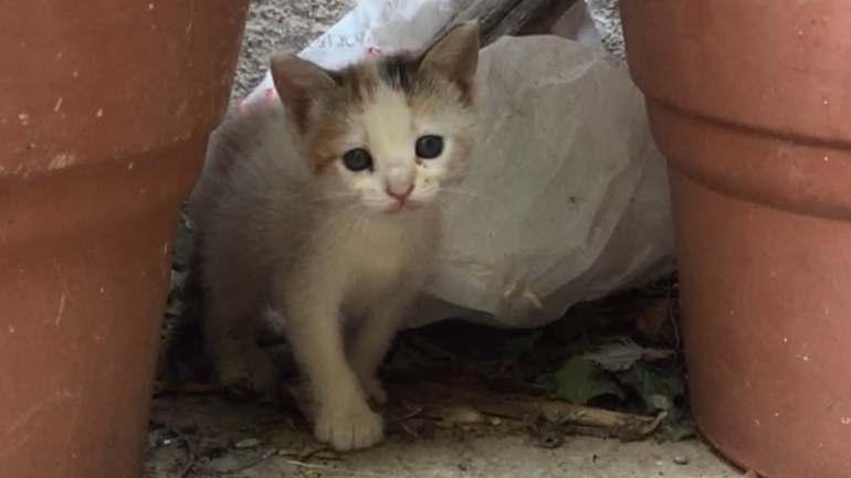 Γκάζι: Φιλόζωοι καλούνται να σώσουν ένα γατάκι από βέβαιη ασιτία