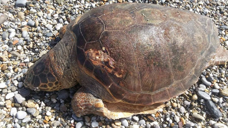 Μάνη: Νεκρή εντοπίστηκε θαλάσσια χελώνα στον Κότρωνα
