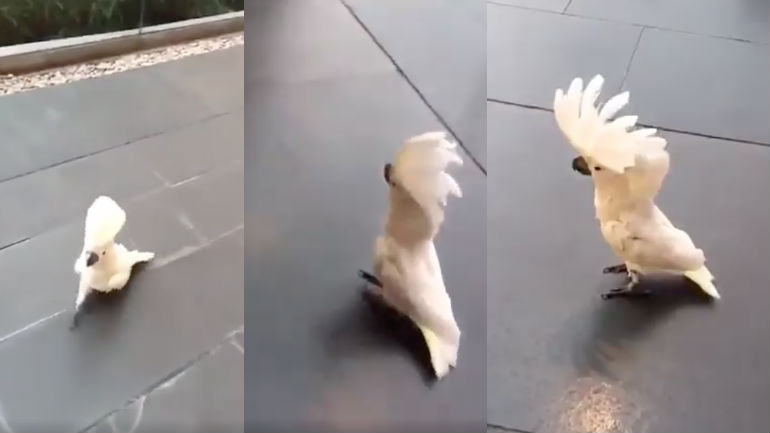 Ο παπαγάλος την είδε σκύλος