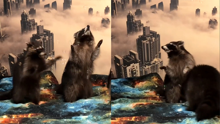 Ρακούν παίζουν με φούσκες