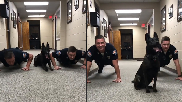 Σκύλος της αστυνομίας κάνει push ups