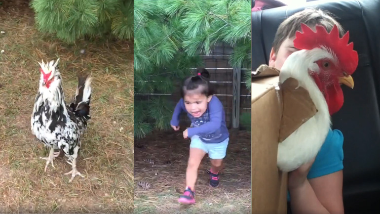 Κόκορες σπέρνουν τον πανικό!