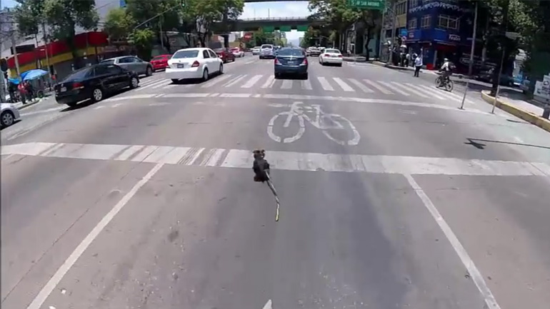 Ποδηλάτης κυνηγά σκύλο στη μέση του δρόμου