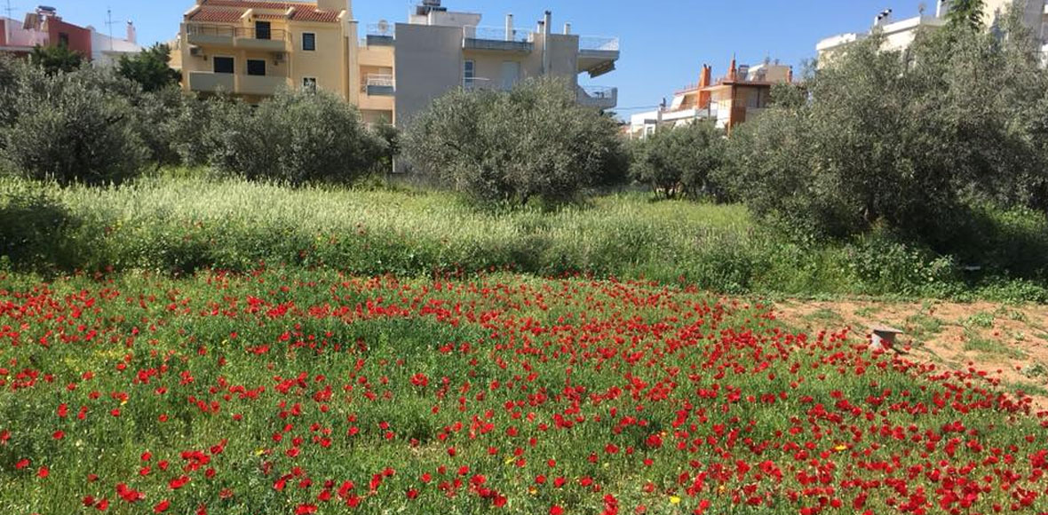 Ανθίζει η πόλη
