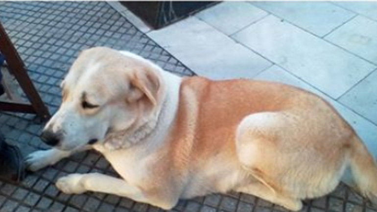 Χάθηκε ποιμενικός Κεντρικής Ασίας