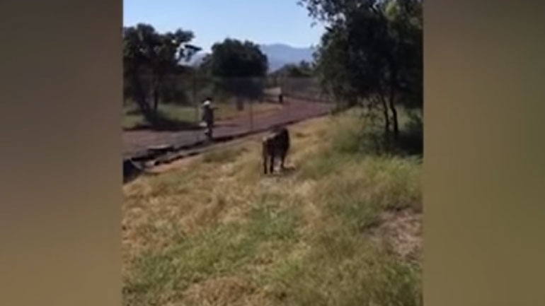 Λιοντάρι αρπάζει από τον λαιμό ιδιοκτήτη πάρκου και τον σέρνει στο έδαφος