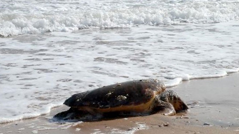 Θαλάσσια χελώνα του είδους καρέτα – καρέτα, εντοπίστηκε νεκρή στο Πόρτο Λάγος