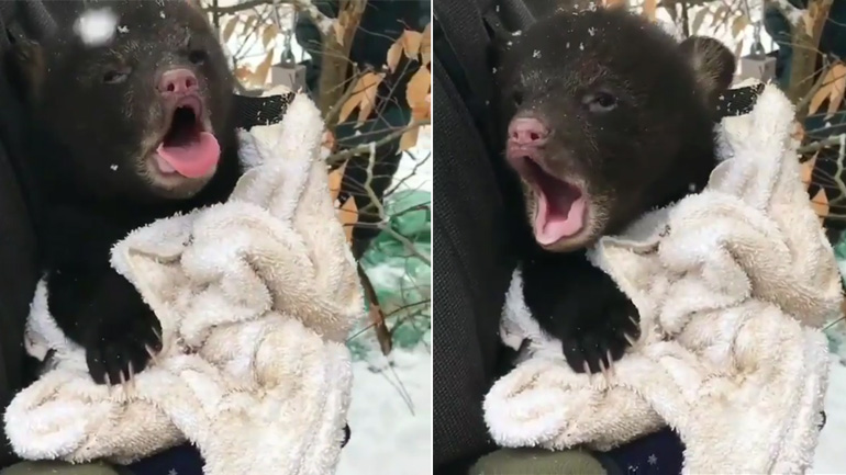 Το αρκουδάκι χασμουριέται! Το αρκουδάκι χασμουριέται!