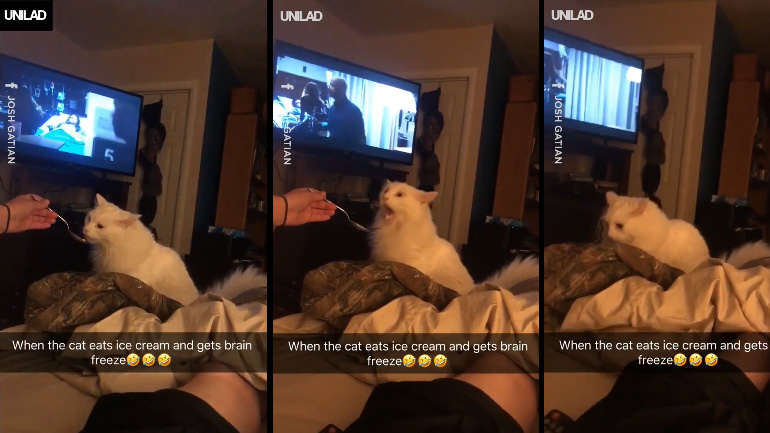 Πάγωσε ο εγκέφαλος της γάτας