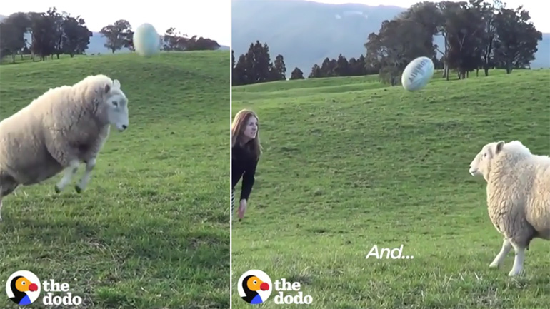 Πρόβατο παίζει ράγκμπι με μια γυναίκα