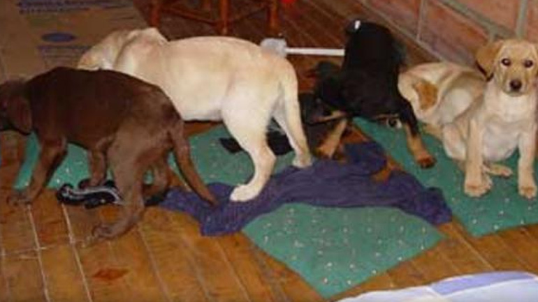 Κτηνίατρος διακινούσε ηρωίνη σε πακέτα που έραβε μέσα στα στομάχια κουταβιών