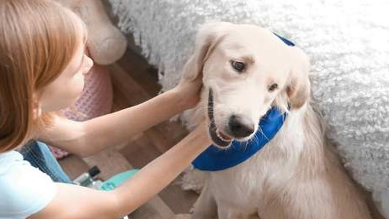 Πώς οι σκύλοι-βοηθοί αλλάζουν ζωές παιδιών με αναπηρίες