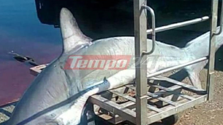 Καρχαρίας 200 κιλών πιάστηκε σε παραγάδι στον Πατραϊκό κόλπο